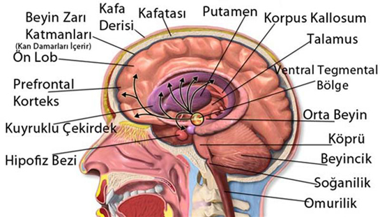 beyin-anatomisi.jpg