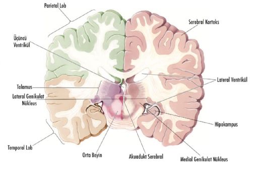 Orta Beyin
