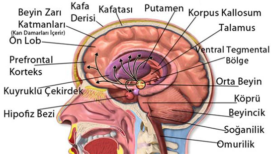 Beyin Anatomisi