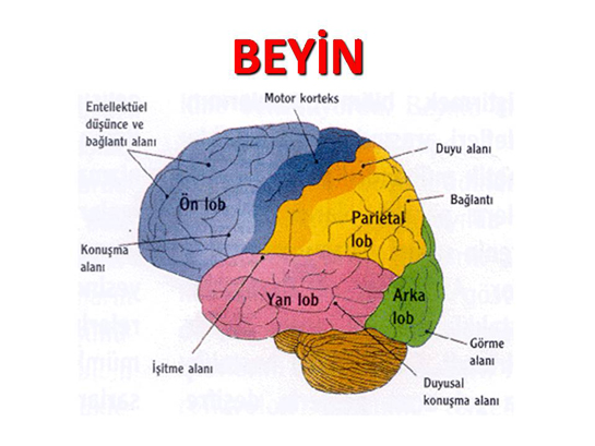 Beyin Bölümleri