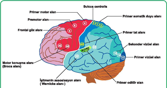 Beyin Fonksiyonlar
