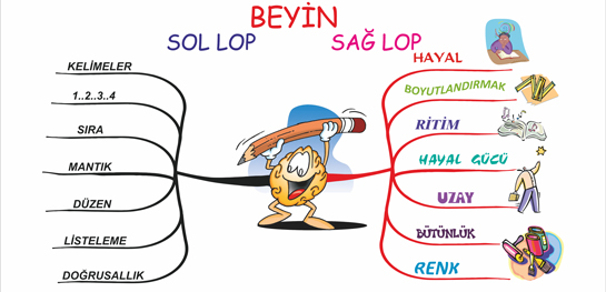 Beyin Lobu Testi