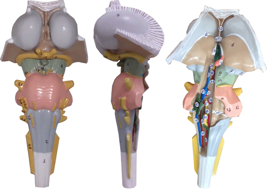 Beyin Sapı Özellikleri ve Faydaları Nelerdir?