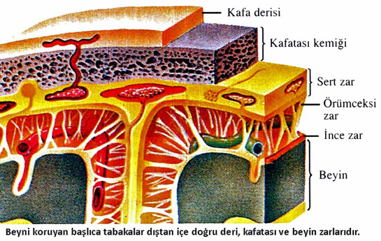 Beyin Zarı Özellikleri ve Faydaları Nelerdir?
